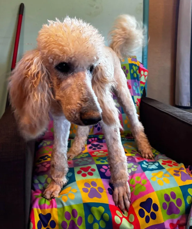 Cinnamon Mar thumbnail 2