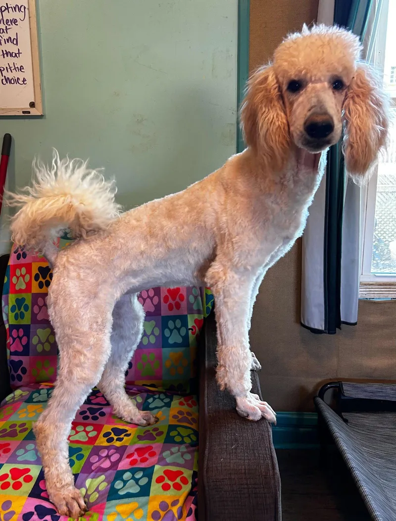 Cinnamon Mar thumbnail 3