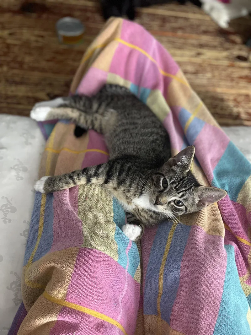 A baby medium-sized male Domestic Short Hair cat named Saif for adoption in Trenton, NJ