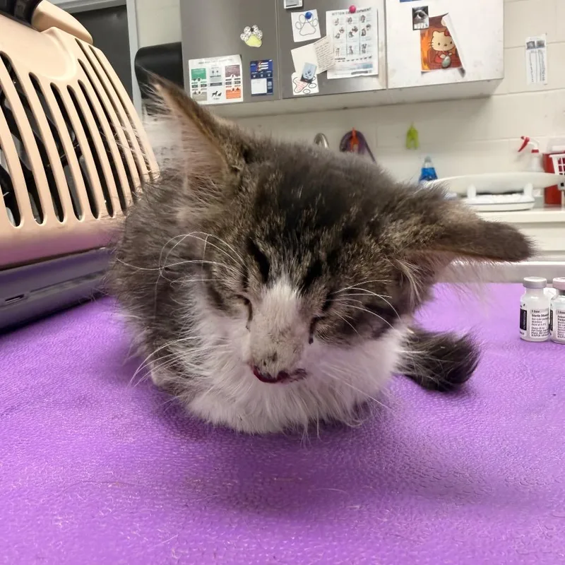 A baby small-sized male Gray / Blue / Silver Domestic Long Hair cat named Dragonfly for adoption in Indianapolis, IN