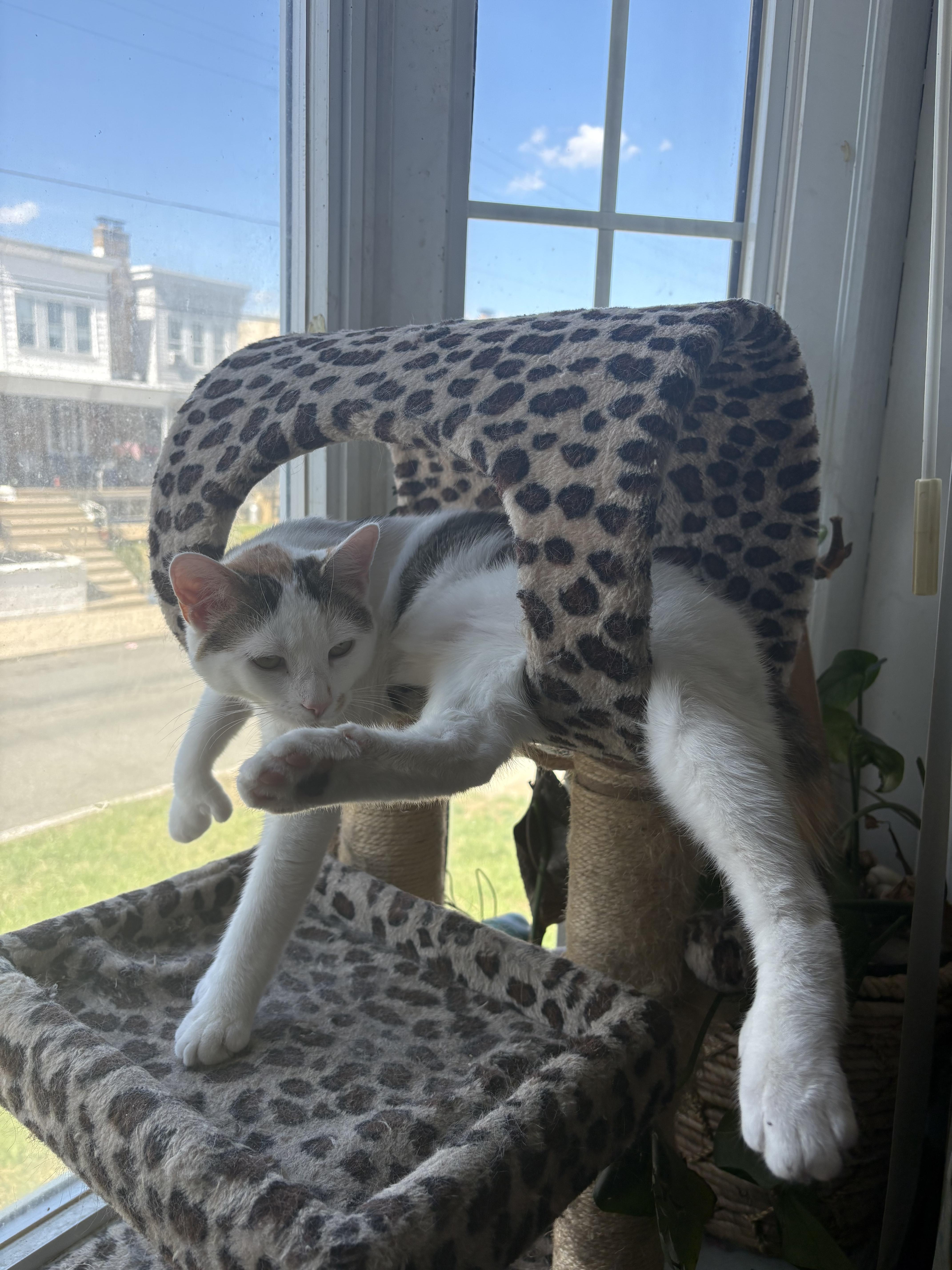 A young medium-sized female White Calico cat named Sensei for adoption in Philadelphia, PA