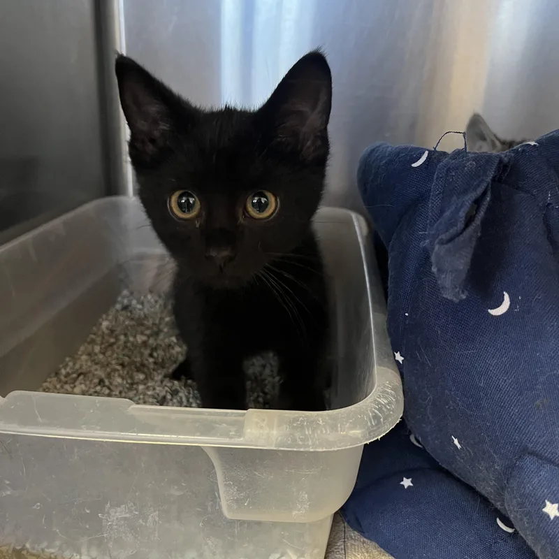 A baby medium-sized male Black Domestic Short Hair cat named Bug for adoption in Washington, UT