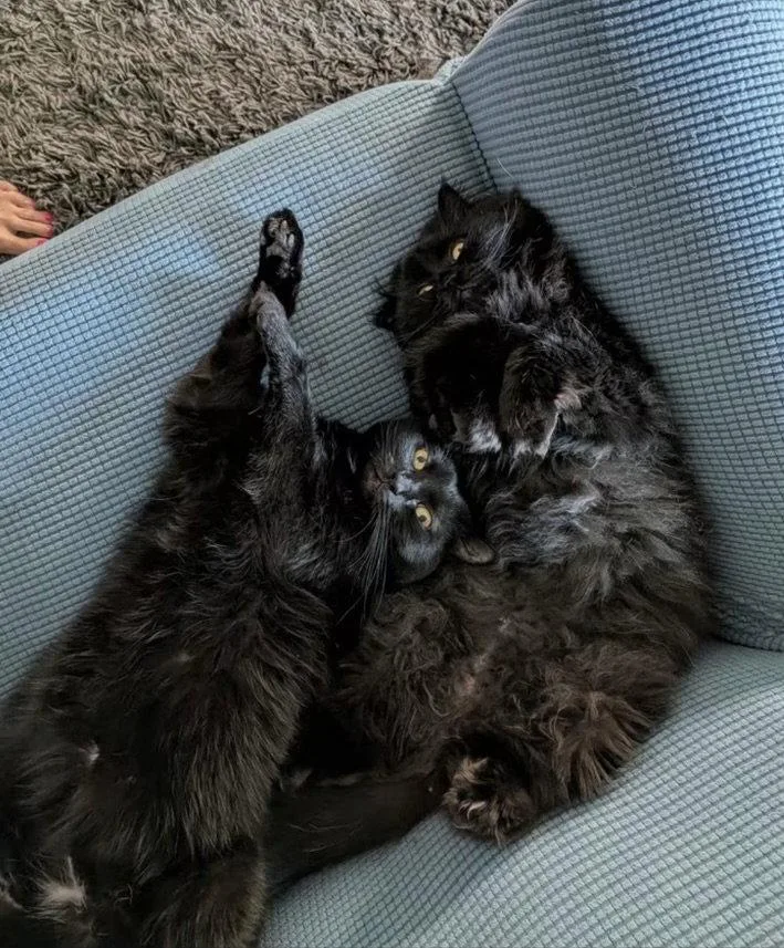 Violet and Gus