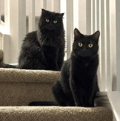 Violet and Gus  thumbnail 2