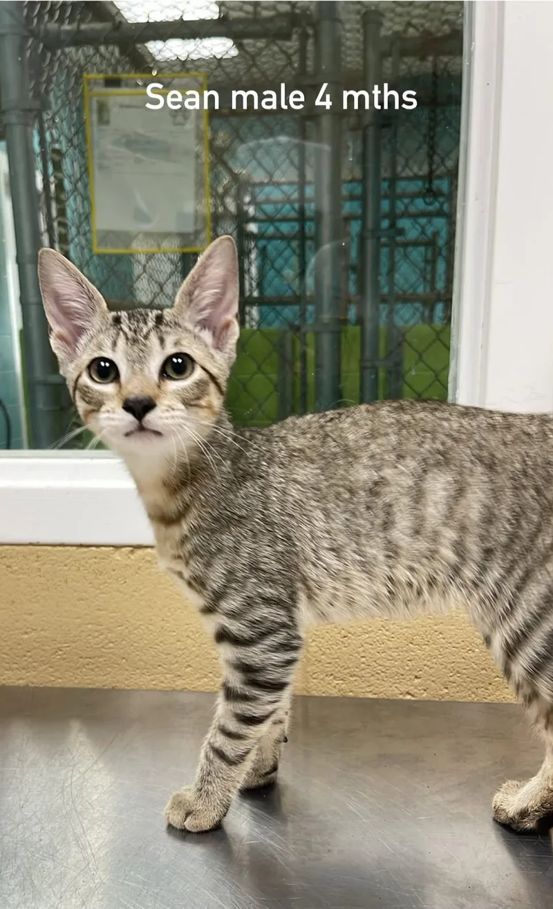 A baby medium-sized male Tabby (Brown / Chocolate) Domestic Short Hair cat named Sean for adoption in Fort Payne, AL