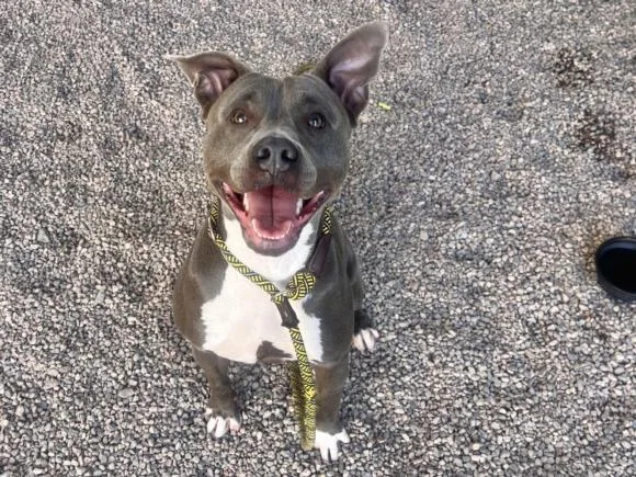 An adult large-sized female Pit Bull Terrier dog named Blueberry for adoption in Phoenix, AZ