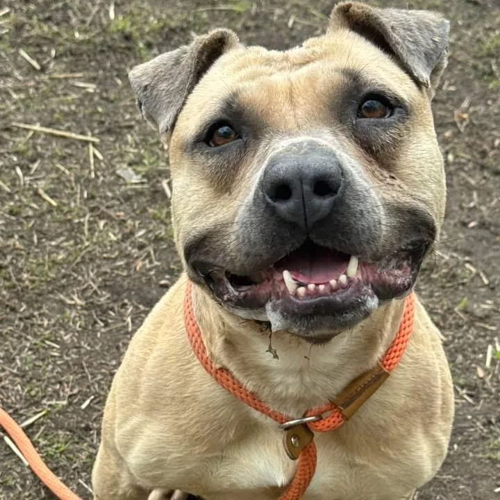 An adult medium-sized male Apricot / Beige Pit Bull Terrier dog named Archie ~ Coming Soon!!! for adoption in Chicago, IL