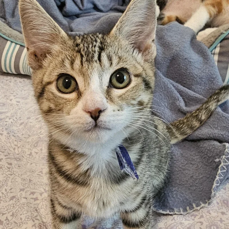 A baby medium-sized female Tabby (Buff / Tan / Fawn) Tabby cat named Rhoda Great Little for adoption in Hoquiam, WA