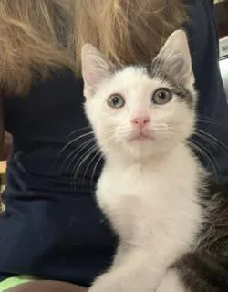 A baby small-sized male Gray / Blue / Silver Domestic Medium Hair cat named Chuck for adoption in Aylett, VA