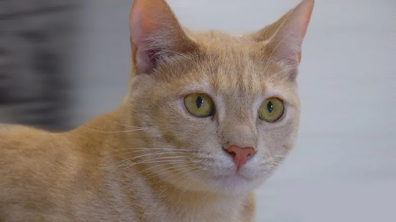 An adult small-sized male American Shorthair cat named I Can't Believe It's for adoption in Pembroke Pines, FL