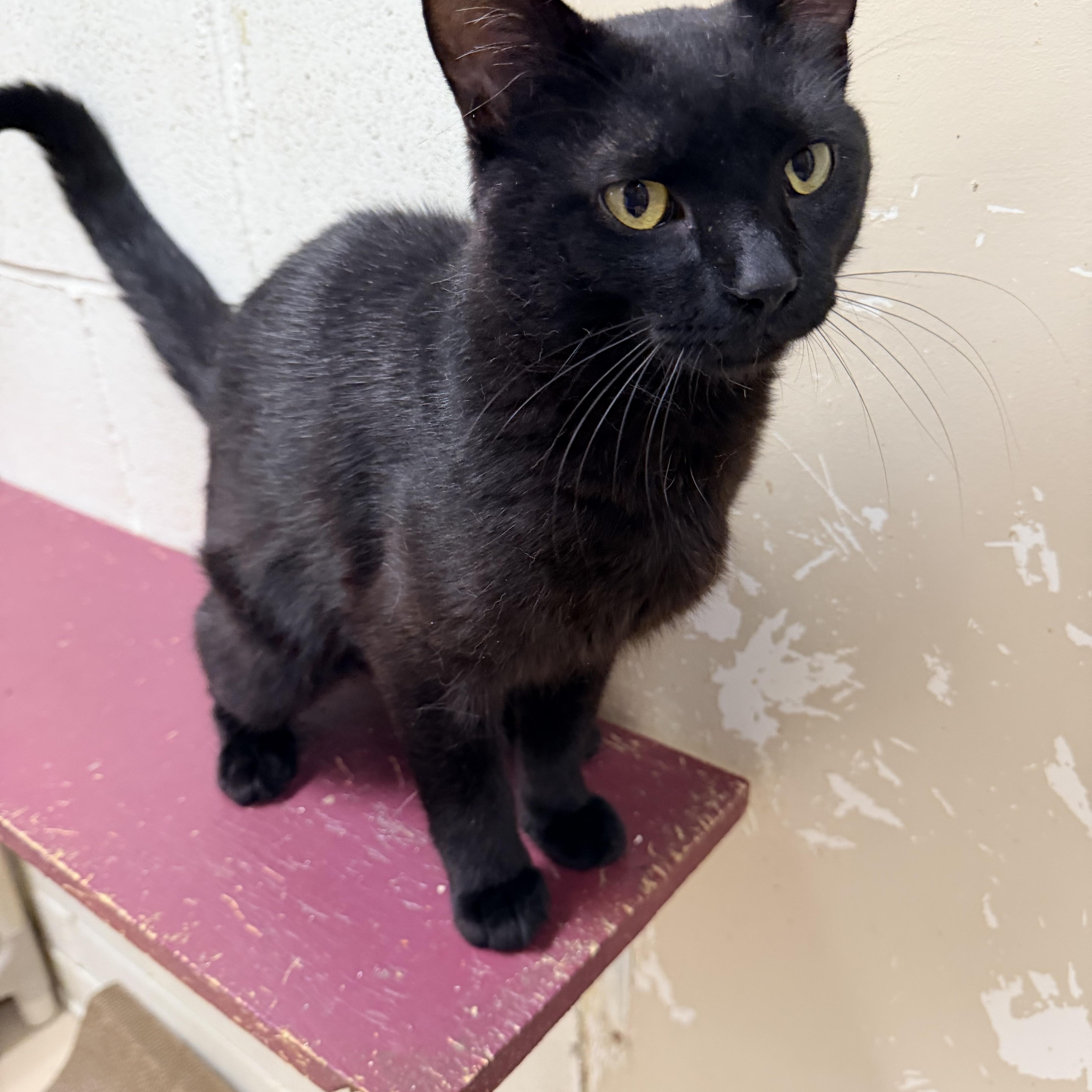An adult medium-sized male Black Domestic Short Hair cat named Chappie for adoption in Logan, OH
