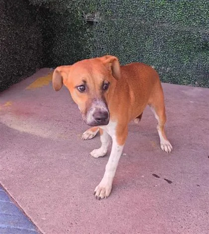 A baby medium-sized female Brown / Chocolate Mixed Breed dog named Oracle for adoption in El Paso, TX