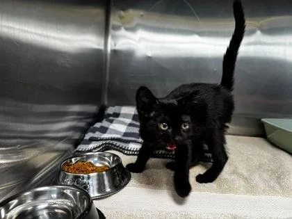 A baby small-sized female Domestic Short Hair cat named Mildred for adoption in Hobart, IN
