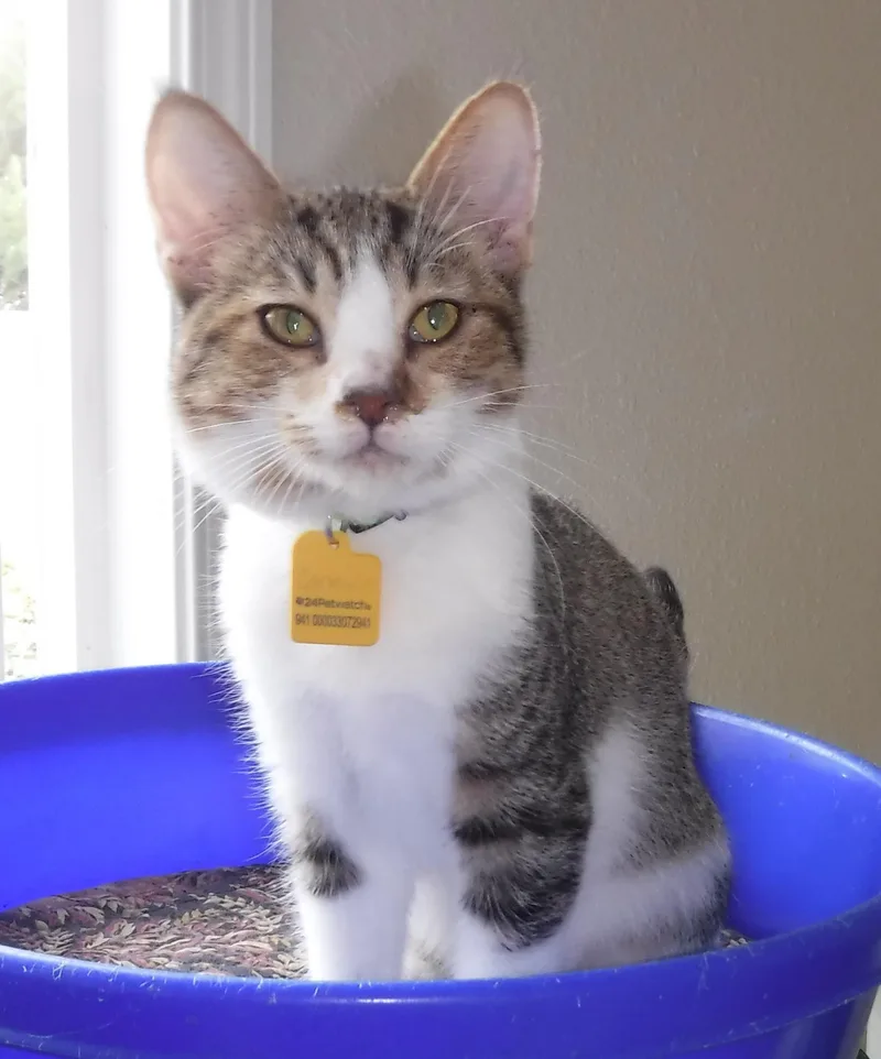 A baby small-sized male White Tabby cat named Carmine Playful & for adoption in Hoquiam, WA