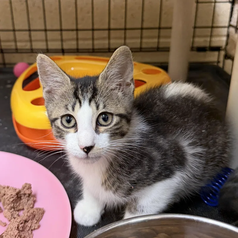 A baby medium-sized male Tabby (Brown / Chocolate) Domestic Short Hair cat named Cheddar for adoption in Wantagh, NY