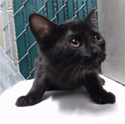 A baby medium-sized female Domestic Short Hair cat named Tuesday for adoption in Downey, CA