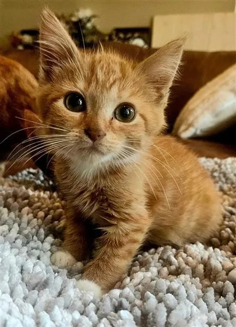 A baby small-sized male Domestic Short Hair cat named Robert for adoption in Statesville, NC