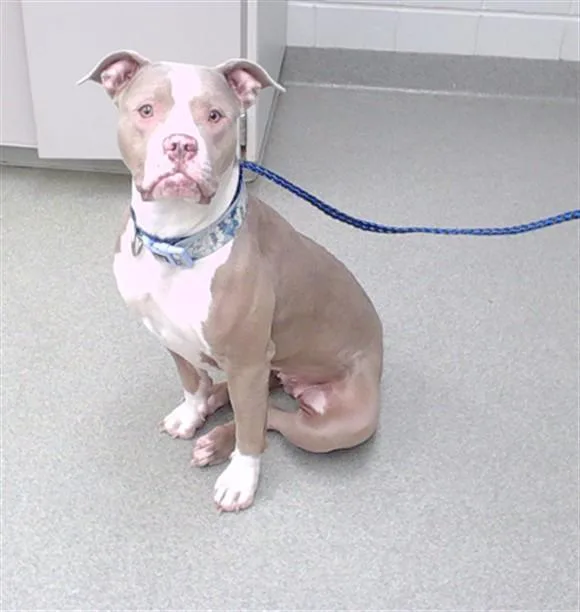 An adult medium-sized female Boxer dog named Lola for adoption in Omaha, NE