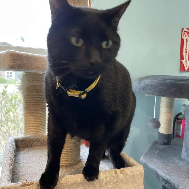 An adult large-sized male Black Domestic Short Hair cat named Budweiser for adoption in Wells, ME