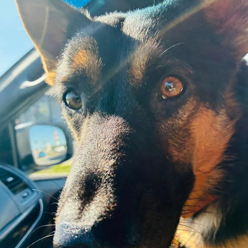 A young small-sized male German Shepherd Dog dog named Kraut for adoption in Rogersville, MO