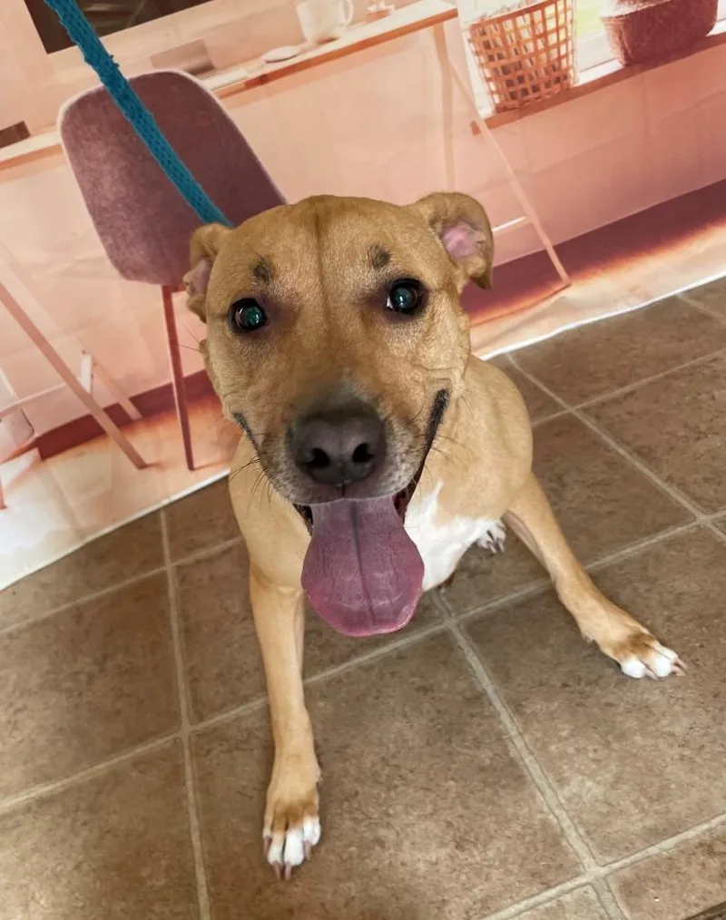 An adult large-sized female Pit Bull Terrier dog named Mj for adoption in Mountain Home, AR