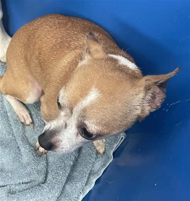 An adult small-sized male Mixed Breed dog named Mushroom for adoption in Dallas, TX