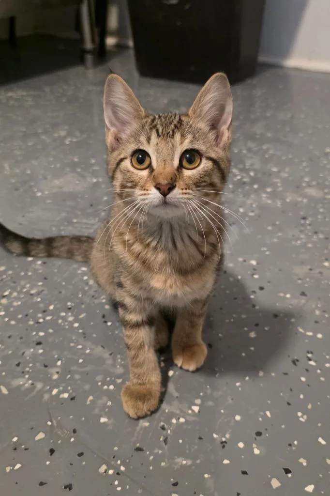 A baby medium-sized female Domestic Short Hair cat named Clover for adoption in Miami, OK