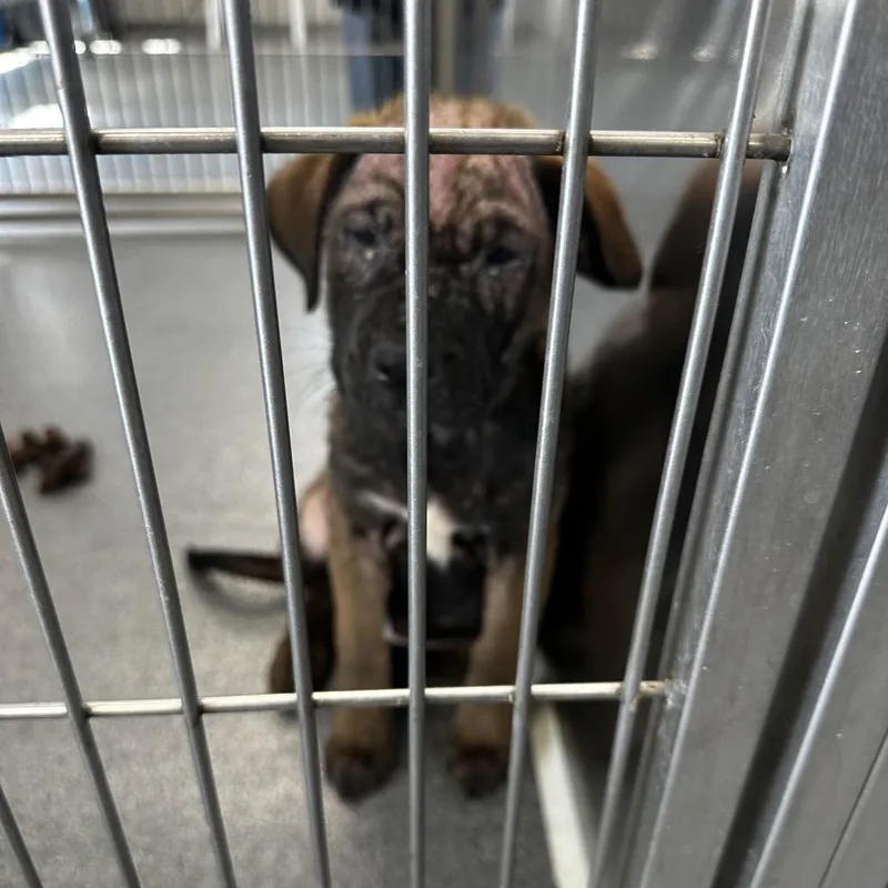 A baby small-sized female Brown / Chocolate Mixed Breed dog named Carmen for adoption in Montgomery, AL