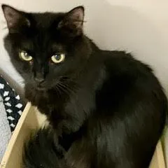 A young medium-sized female Black Domestic Short Hair cat named Lara Croft for adoption in Green Valley, AZ
