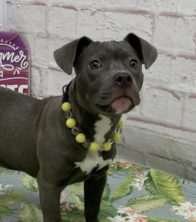 A baby medium-sized female Mixed Breed dog named Dorothy for adoption in Detroit, MI