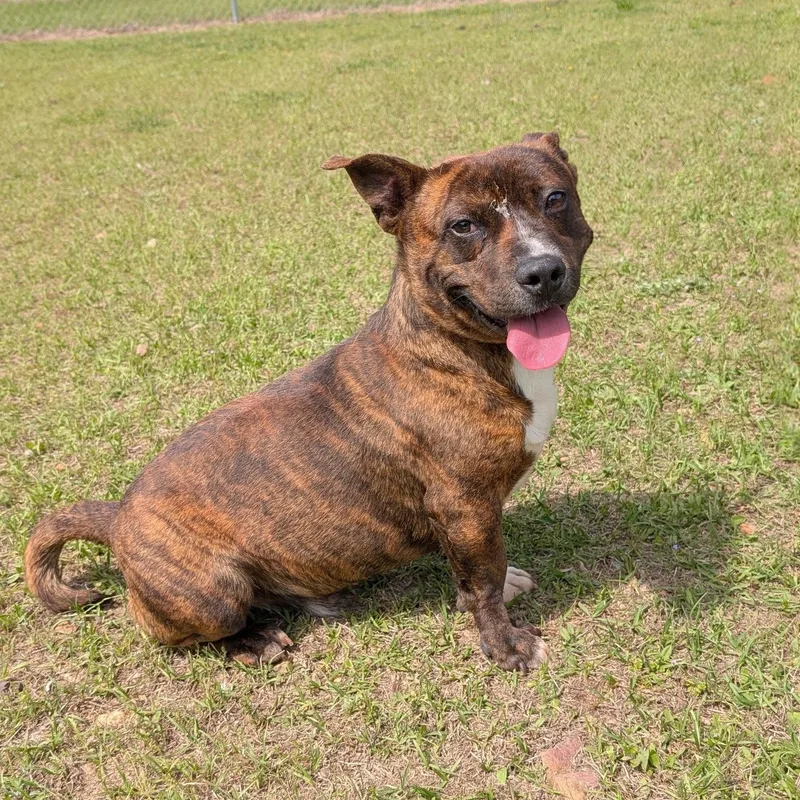 An adult medium-sized male Brindle Mixed Breed dog named Stack for adoption in Cranston, RI