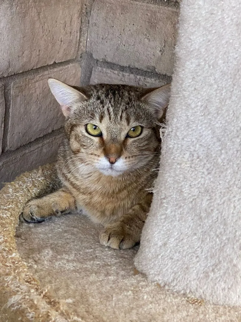 An adult medium-sized female Tabby (Buff / Tan / Fawn) Domestic Short Hair cat named Clover for adoption in Phoenix, AZ