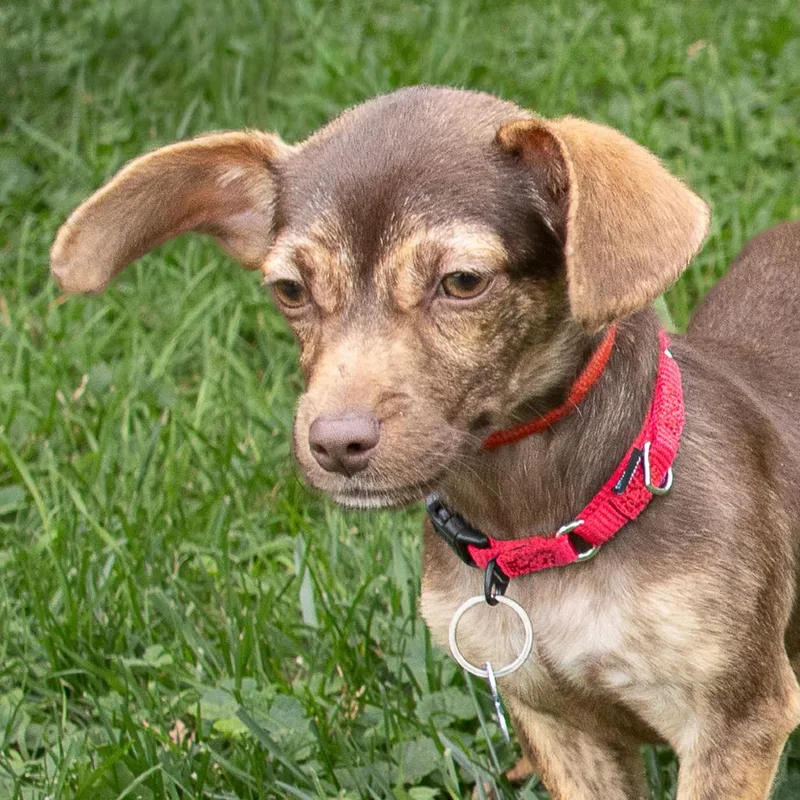 A young small-sized female Brown / Chocolate Chihuahua dog named Butters for adoption in Arlington Heights, IL