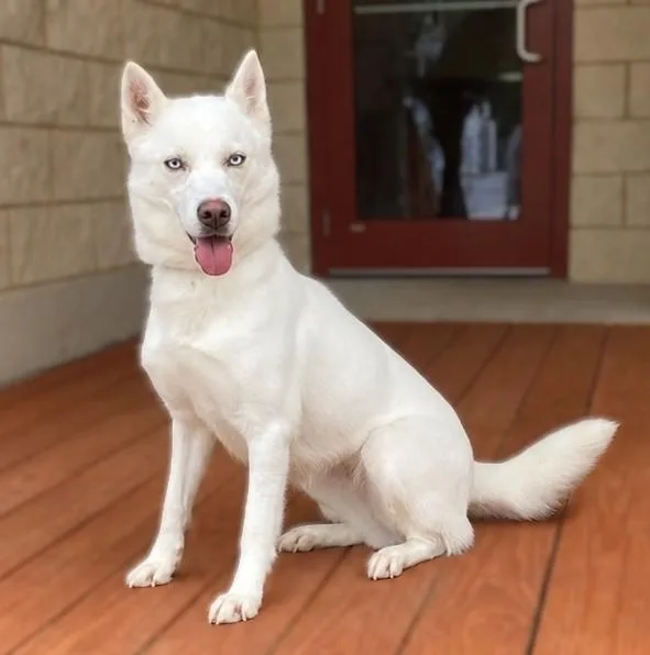 A young medium-sized female White / Cream Husky dog named Elsa for adoption in Slidell, LA