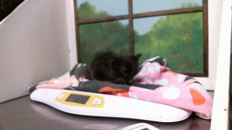 A baby small-sized female Domestic Long Hair cat named A for adoption in Houston, TX