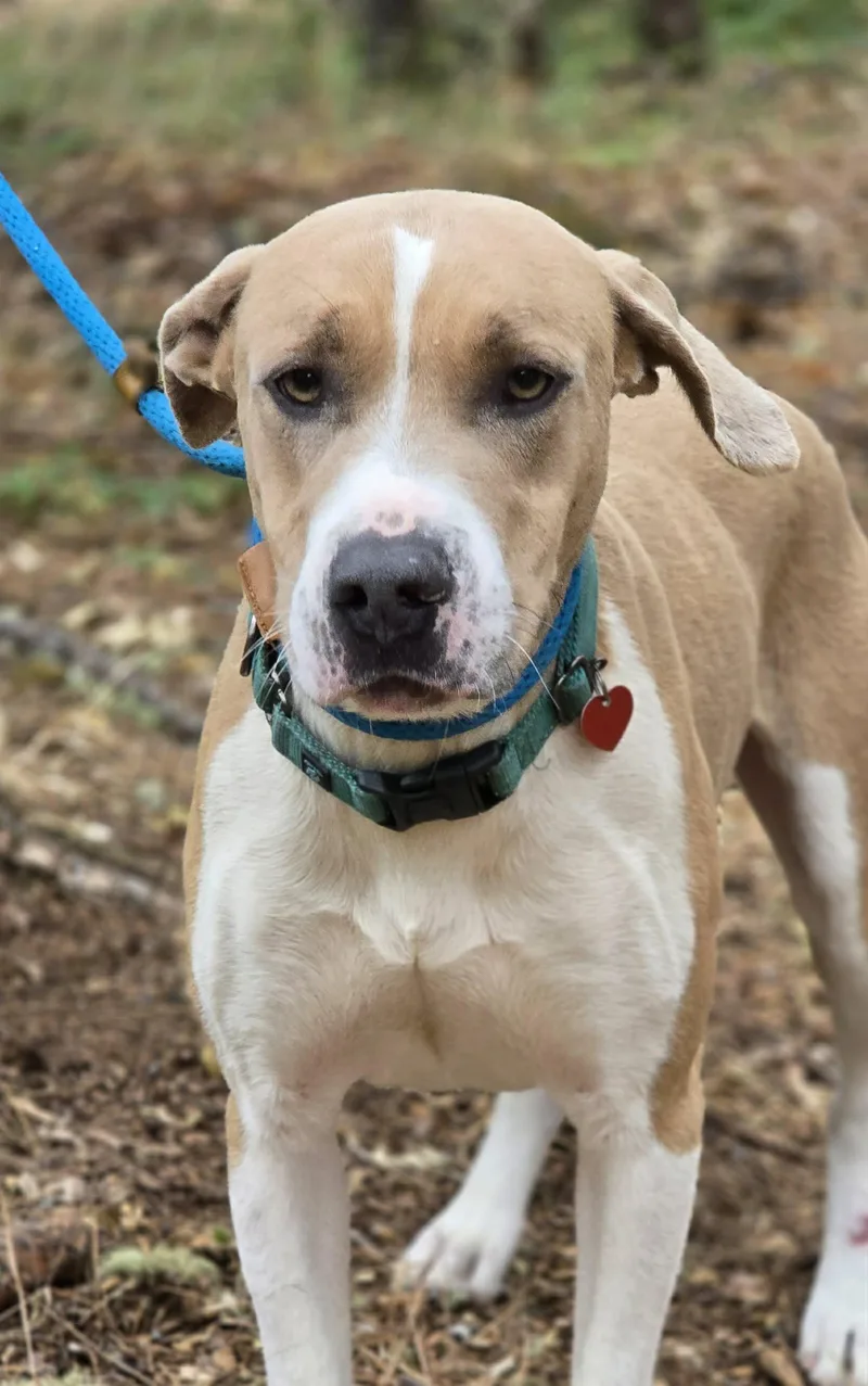 An adult large-sized male Yellow / Tan / Blond / Fawn Pit Bull Terrier dog named Gunner for adoption in Grants Pass, OR
