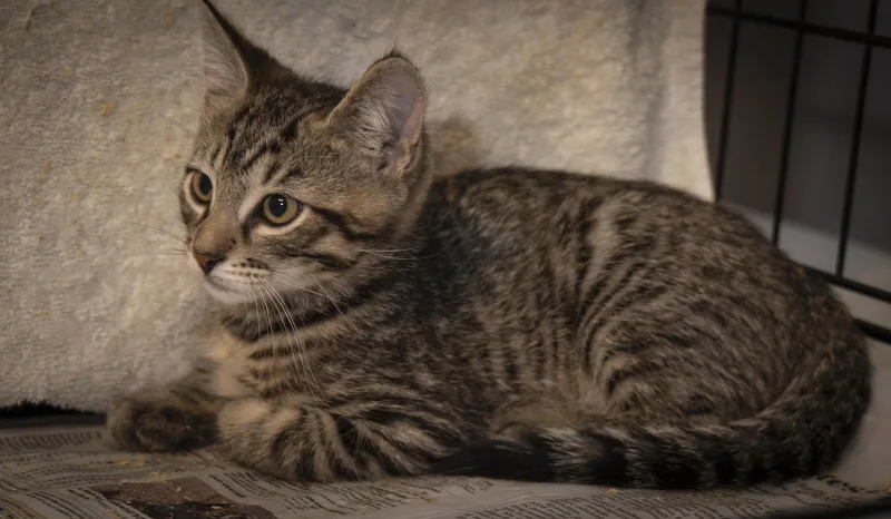 A baby medium-sized male Tabby (Brown / Chocolate) Domestic Short Hair cat named Franklin for adoption in SCOTTSDALE, AZ