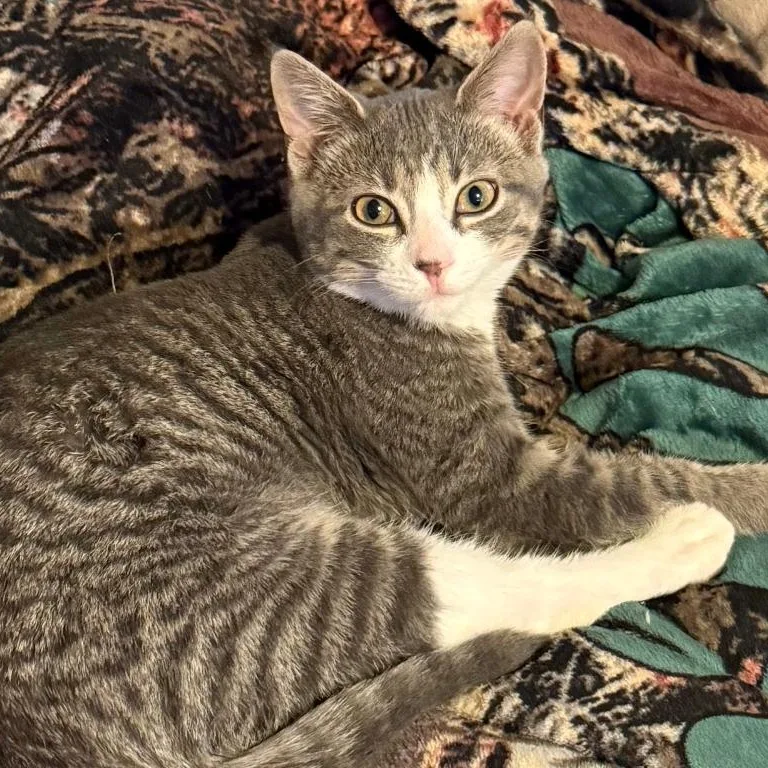 A young small-sized male Tabby (Gray / Blue / Silver) Domestic Short Hair cat named Calvin for adoption in Gresham, WI
