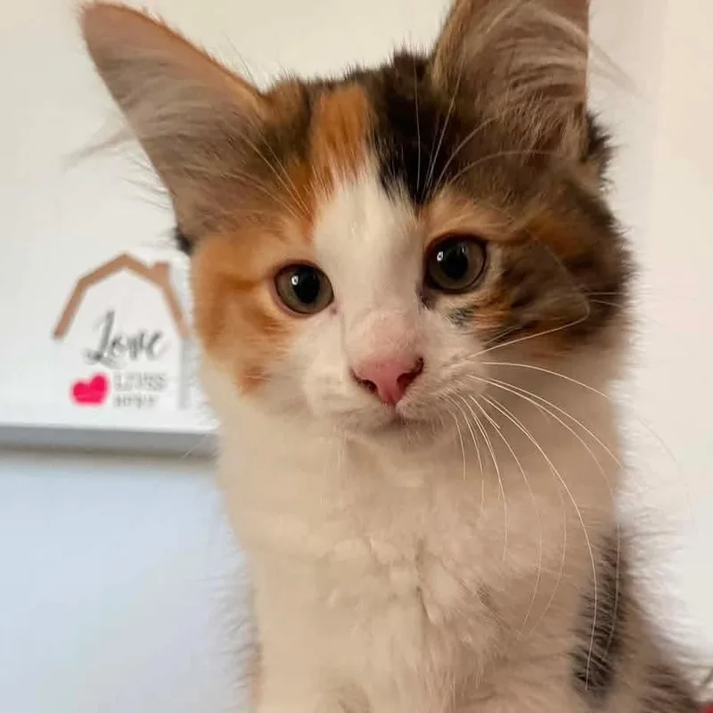 A baby medium-sized female Calico cat named Melody for adoption in Kentwood, MI