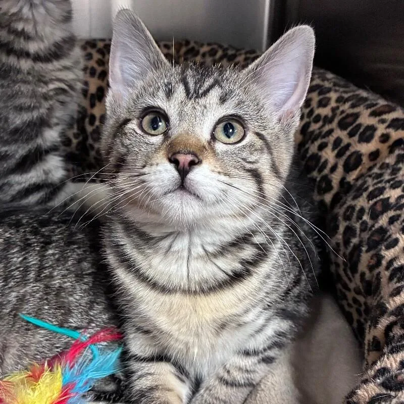 A young small-sized female Domestic Short Hair cat named Earnestine for adoption in Yankton, SD