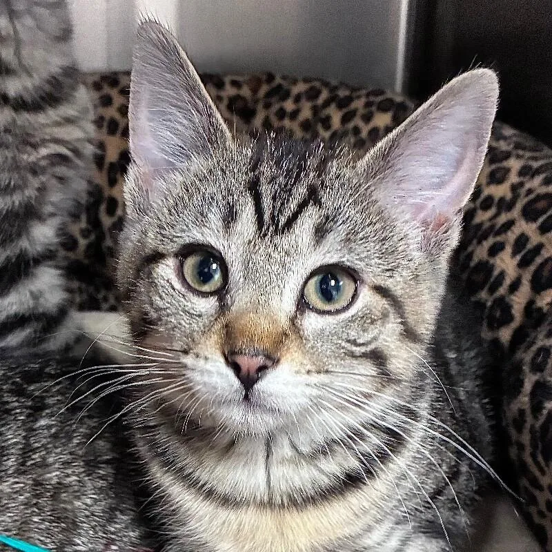 Earnestine thumbnail 2