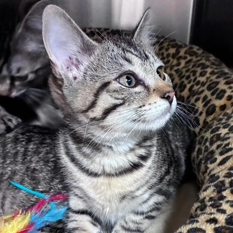 Earnestine thumbnail 3