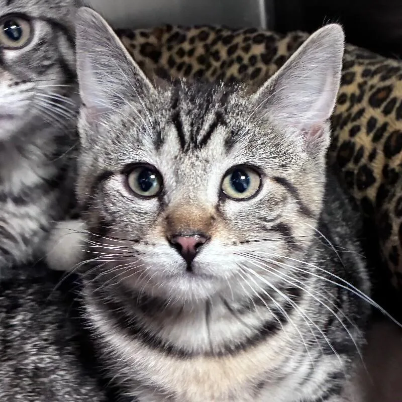 Earnestine thumbnail 4