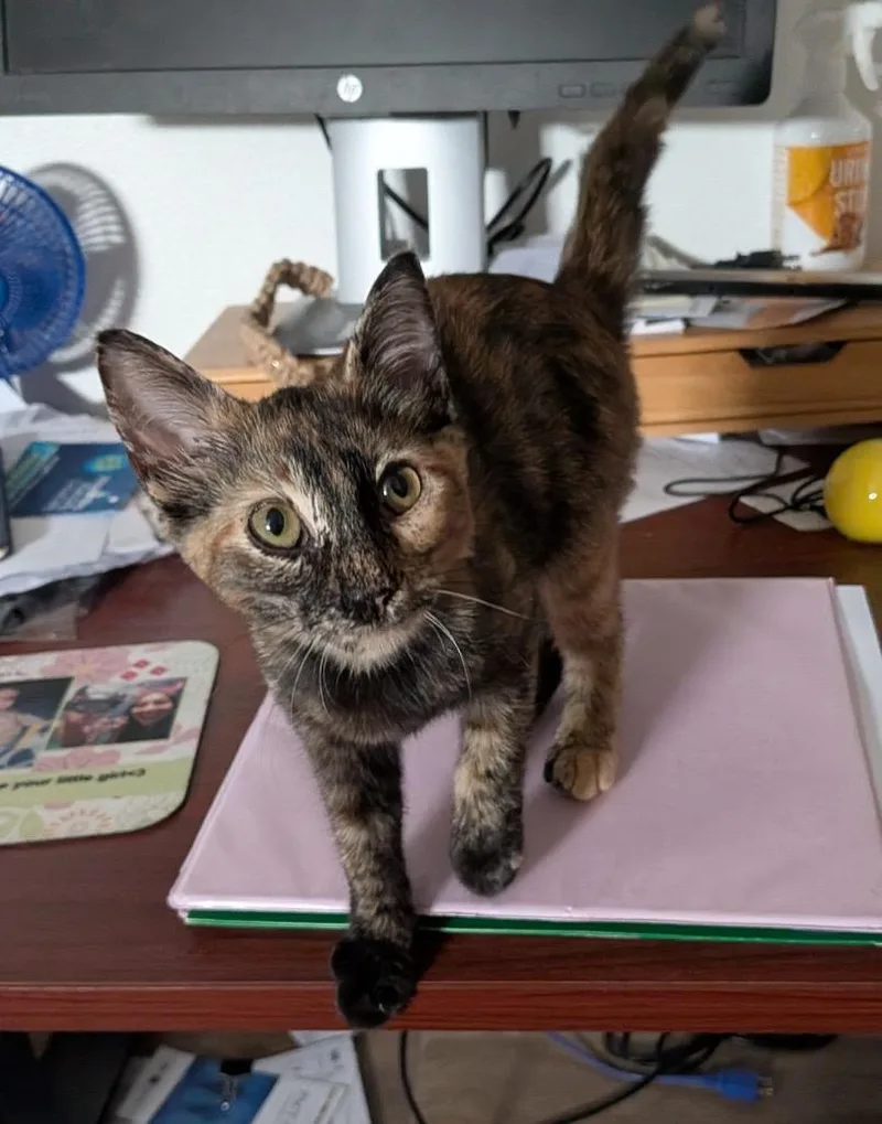 A baby medium-sized female Domestic Short Hair cat named Moons for adoption in San Antonio, TX