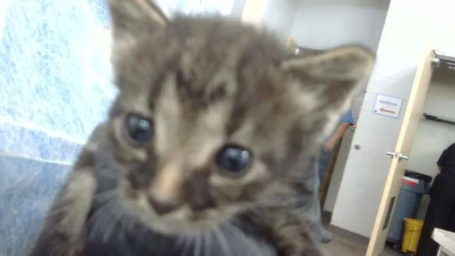 A baby medium-sized male Domestic Medium Hair cat named Nicolas for adoption in Dallas, TX