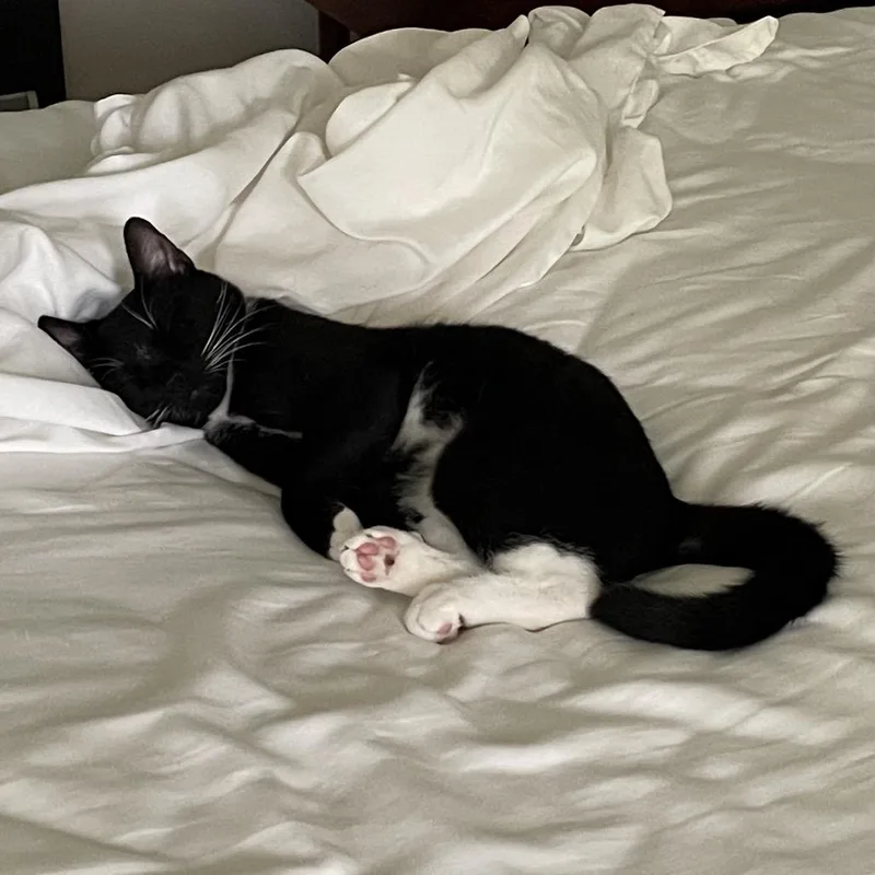An adult small-sized male Black Domestic Short Hair cat named Club Penguin for adoption in Durham, NC