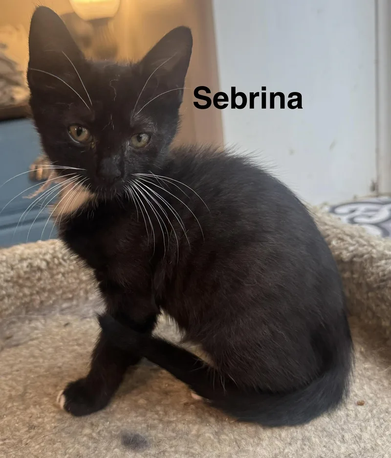 A baby medium-sized female Black & White / Tuxedo American Shorthair cat named Sebrina for adoption in Massillon, OH