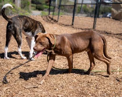 An adult large-sized male Mixed Breed dog named Earf for adoption in Chamblee, GA