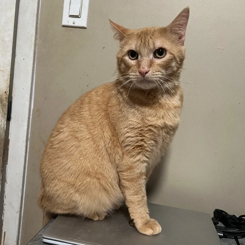 Chestnut thumbnail 3