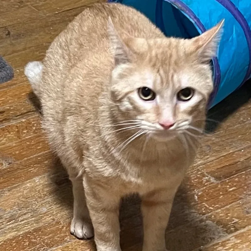 Chestnut thumbnail 4